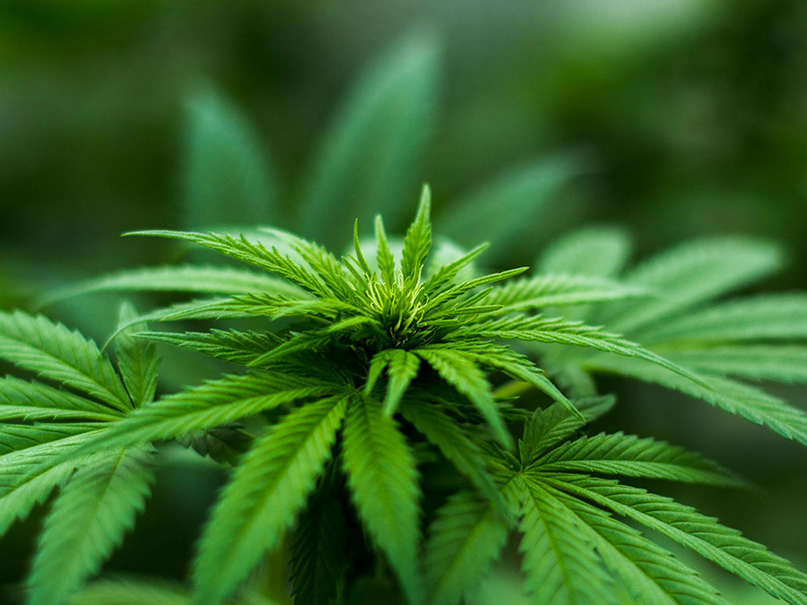 【加入大麻讓你更興奮】竟然有合法的大麻！關於大麻的介紹與相關產品